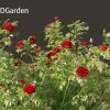 Rose –  the genus Rosa 3D Model - Image 6