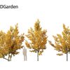 Acer campestre  – Hedge maple 3D Model - Image 9