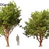 Acer griseum - Paperbark maple 3D Model - Image 8