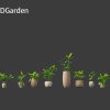 Aglaonema modestum - Chinese evergreen  3D Model - Image 2