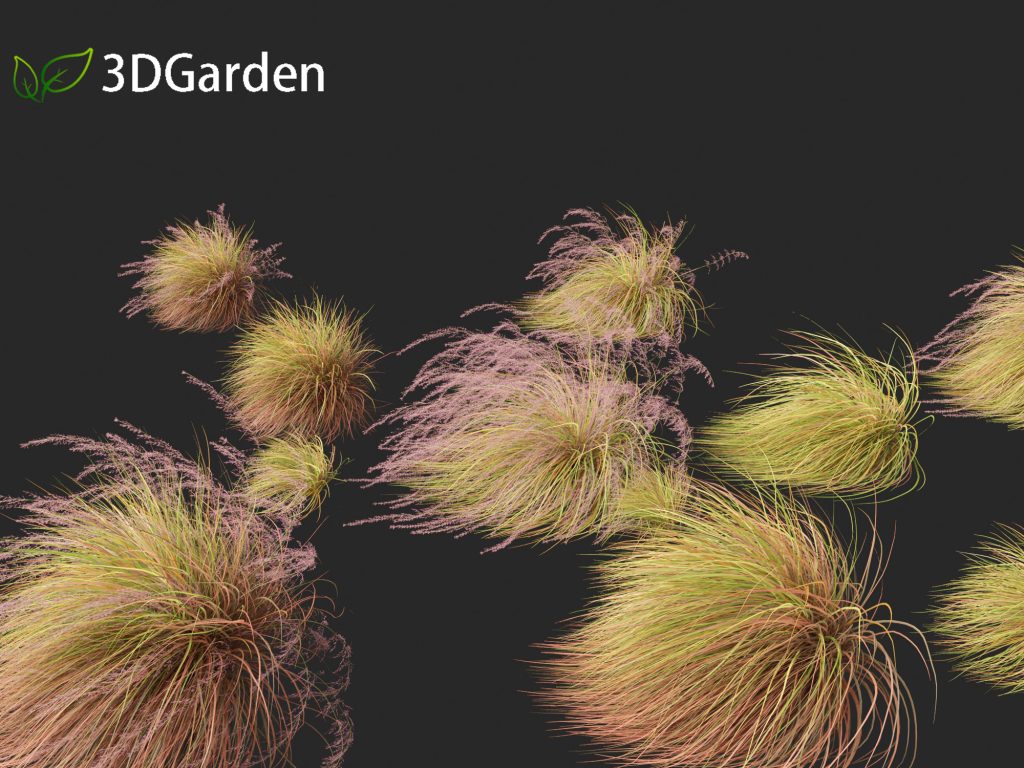 Windgrass Anemanthele lessoniana - New zealand wind grass 02 Windy 3D Model ...
