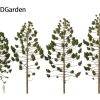 Araucaria angustifolia – Brazilian pine 3D Model - Image 7