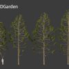 Araucaria angustifolia – Brazilian pine 3D Model - Image 6
