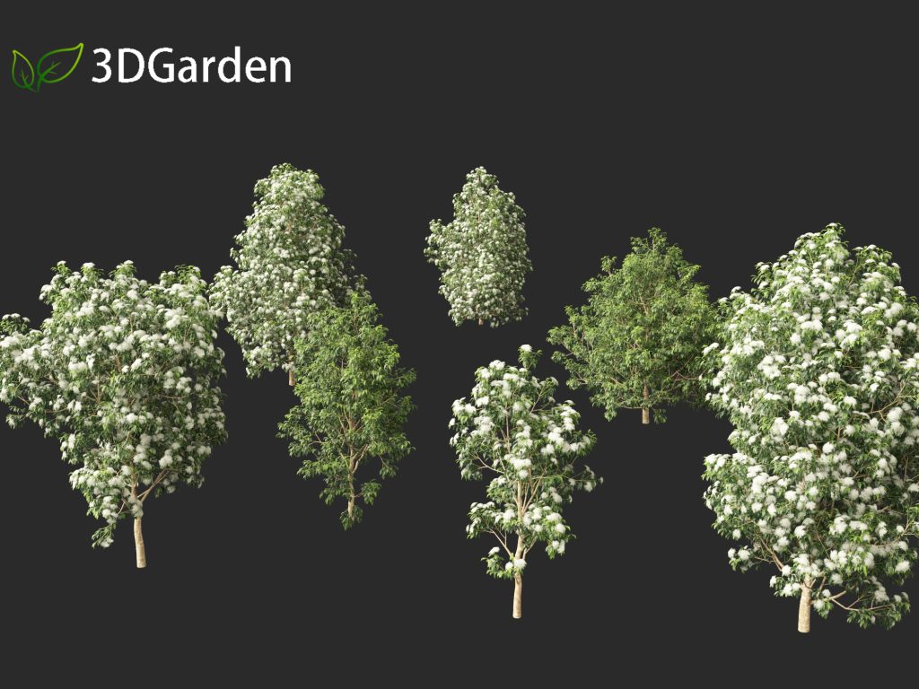 Backhousia citriodora – Information Sheet – Indigenous Plants Backhousia citriodora – Information Sheet – Indigenous Plants