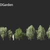Backhousia citriodora - lemon myrtle 3D Model - Image 12