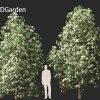 Backhousia citriodora - lemon myrtle 3D Model - Image 6