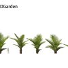 Beccariophoenix alfredii - High plateau coconut palm 3D Model - Image 9