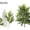 Cananga odorata - Ylang Ylang 3D Model - Image 4