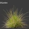 Carex appressa - tall sedge 3D model - Image 10