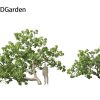 Caryocar brasiliense - Souari nut 3D model - Image 6