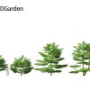 Cornus alternifolia – Pagoda dogwood 3D Model - Image 11