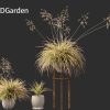 Deschampsia cespitosa Northern Lights - Tufted Hair Grass 03 3D Model - Image 3