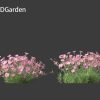 Dianthus gratianopolitanus - cheddar pink 3D Model - Image 4