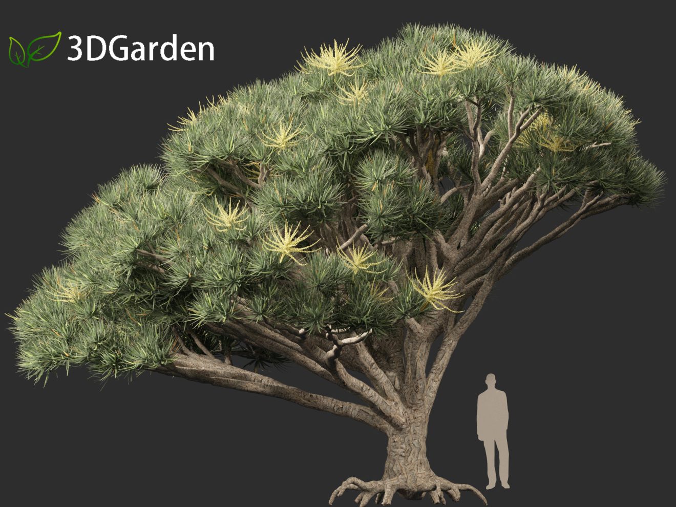 Dragon Tree Model Dracaena draco - Dragon tree 3D Model - 3DGardenPlants