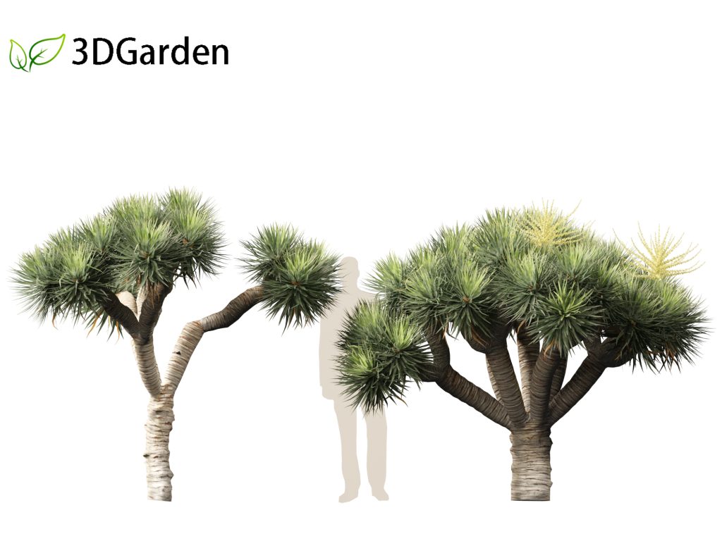 Dragon Tree Model Dracaena draco - Dragon tree 3D Model - 3DGardenPlants