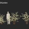 Fothergilla gardenii - Dwarf witchalder 3D Model - Image 6