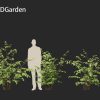 Fothergilla gardenii - Dwarf witchalder 3D Model - Image 12