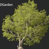Fagus sylvatica - European beech  3D Model - Image 8