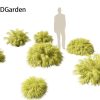 Hakonechloa macra - Green Forest Grass
