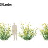 Helianthus microcephalus - Small-headed Sunflower 3D model - Image 8