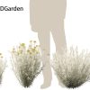 Helichrysum italicum - Curry plant 3D Model - Image 11