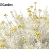 Helichrysum italicum - Curry plant 3D Model - Image 5