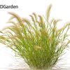 Hordeum jubatum - Foxtail Barley 3D Model - Image 14