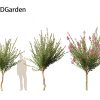 Lagerstroemia indica - Crepe Myrtle 3D Model - Image 6