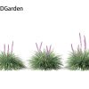 Ophiopogon japonicus - Mondo grass 3D Model - Image 11