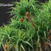Pandanus tectorius – Screw pine 3D Model - Image 3