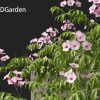 Pandorea jasminoides Rosea - Bower Vine 3D Model - Image 3