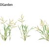 Paspalum wettsteinii -Broadleaf 3D model - Image 9
