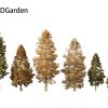Metasequoia glyptostroboides – Dawn redwood