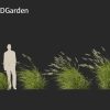 Phalaris arundinacea - Reed canary grass 02 Windy 3D Model - Image 6
