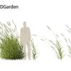 Phalaris arundinacea - Reed canary grass 02 Windy 3D Model - Image 5