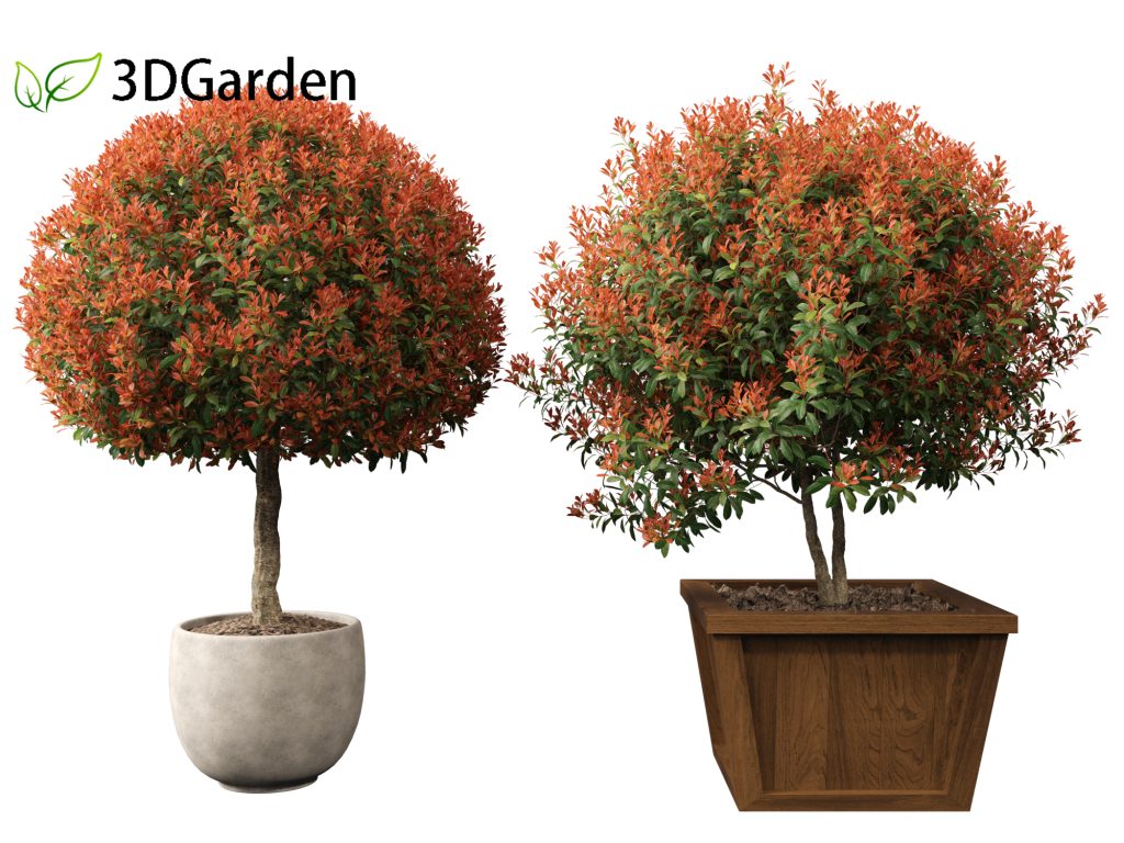 Photinia x fraseri Red Robin - tip photinia 03 3D Model