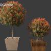 Photinia x fraseri Red Robin - tip photinia 03 3D Model - Image 5