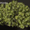 Pittosporum tobira - Japanese pittosporum 3D Model - Image 3