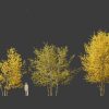Populus balsamifera – Balsam poplar 02 Autumn Tree 3D Model - Image 8