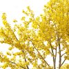Populus balsamifera – Balsam poplar 02 Autumn Tree 3D Model - Image 5
