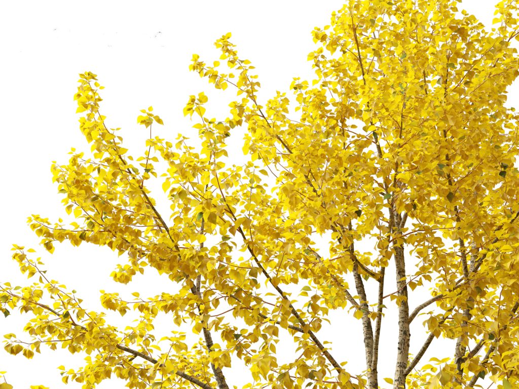 Populus balsamifera – Balsam poplar 02 Autumn Tree 3D Model ...