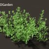 Pouzolzia zeylanica - Graceful Pouzolzsbush