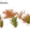 Pyracantha coccinea - Scarlet firethorn 3D Model - Image 6