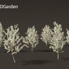 Pyrus calleryana Winter Glow - Ornamental Pear 3D Model - Image 3