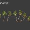 Cocos nucifera - Coconut tree 05 Windy 3D Model - Image 2