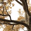 Quercus alba - White oak 3D Model - Image 4