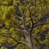 Quercus macrocarpa – Bur oak 3D Model - Image 4
