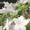 Rhododendron Hino White azalea 3D Model - Image 5