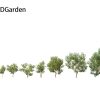 Styphnolobium japonicum – Japanese pagoda tree
