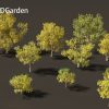 Styphnolobium japonicum – Japanese pagoda tree 02 Autumn 3D Model - Image 3